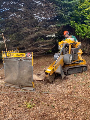 Stump Removal